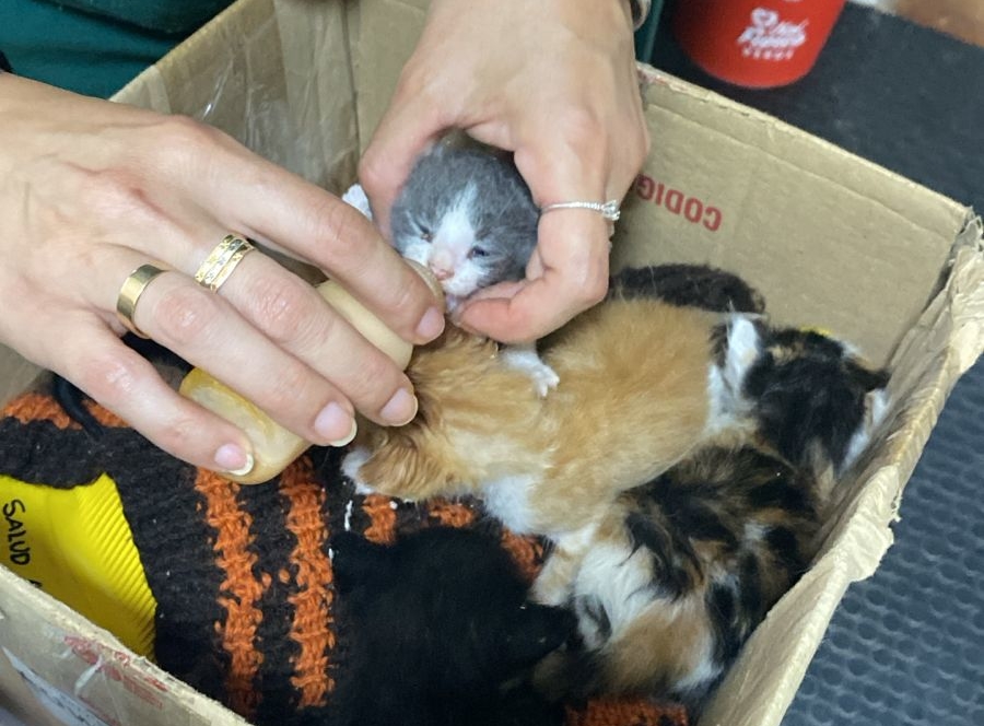 El increíble y emotivo rescate de cinco gatitos bebés que se habían caído a un desagüe